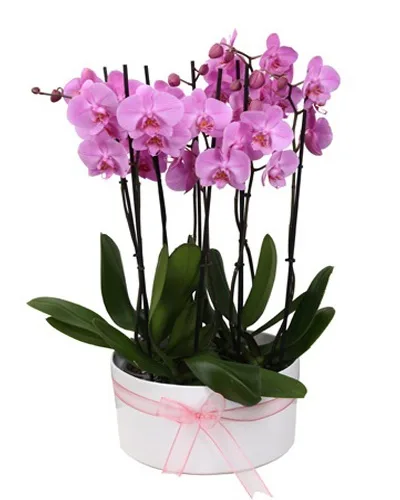 Rosa Orchidee mit 6 Rispen in Keramik