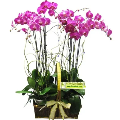 Pink Orchid Garden in a Basket