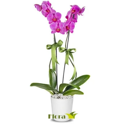 Fuchsiafarbene Orchidee im weißen Topf (2 Rispen)