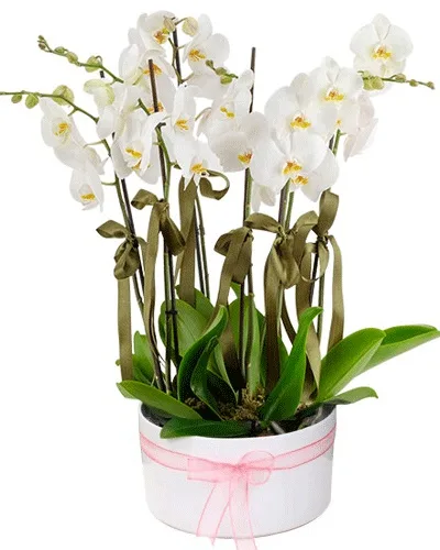 8-Stem White Orchid in Ceramic