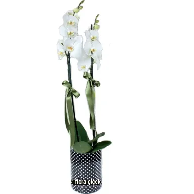 White Orchid in a Polka-Dot Box