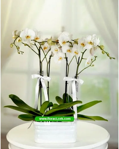 4-Stem White Orchid in Ceramic