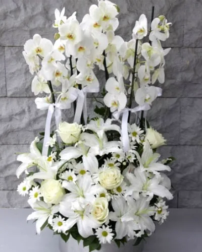Weiße Orchidee (6 Rispen) mit weißen Blumen