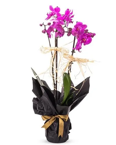 Lila Orchidee in schwarzer Verpackung