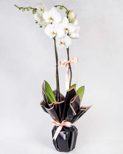 Weiße Orchidee in schwarzer Verpackung