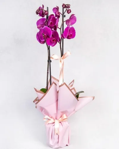 Lila Orchidee in rosa Verpackung