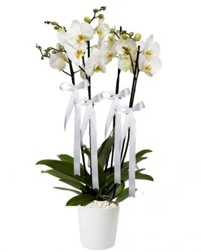 4-Stem White Orchid in a White Pot