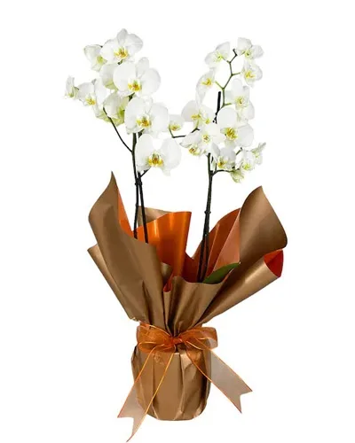 Weiße Orchidee in bronzefarbener Verpackung