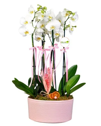 4-Stem White Orchid in a Pink Ceramic Pot